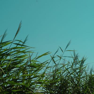 Biddinghuizen, Nederland