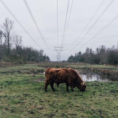Pluvierenweg, Zeewolde, Nederland