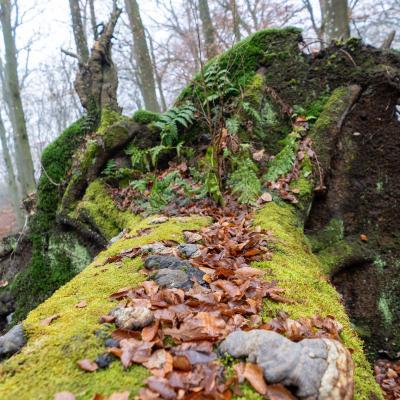 Poolseweg, Hulshorst, Nederland