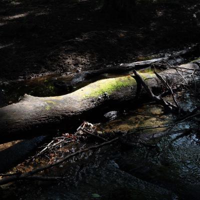 Leuvenhorst, Nunspeet, Nederland