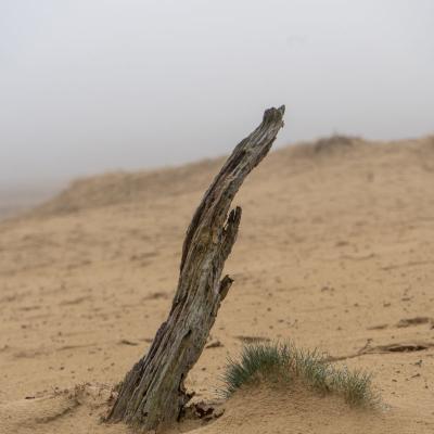 Oefenterrein Beekhuizerzand, Harderwijk, Nederland
