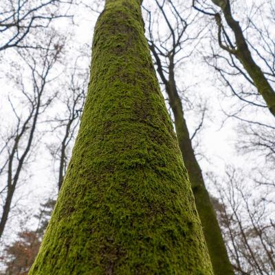 Hierderweg, Hulshorst, Nederland