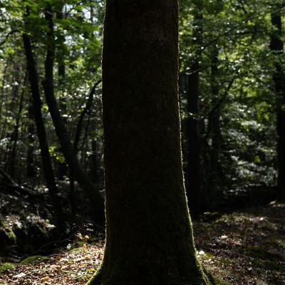 Leuvenhorst, Koopmanspad, Harderwijk, Nederland