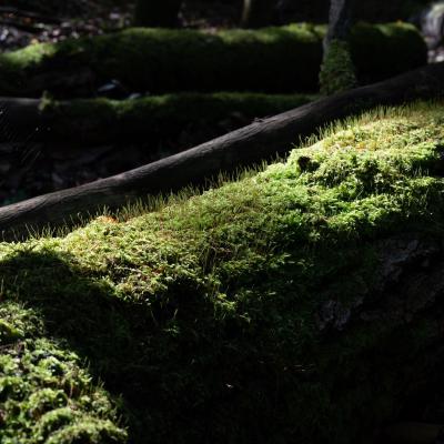 Leuvenhorst, Koopmanspad, Harderwijk, Nederland